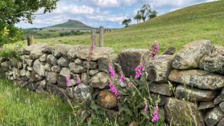 Foxgloves and Stone