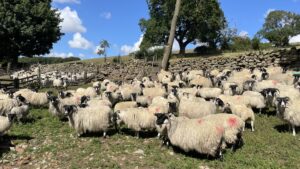 A sunny outdoor shot shows a large flock of sheep with black faces and legs, and thick white woolly bodies, many marked with red dye, standing in a green field. Some sheep are closer to the viewer and in focus, while others are further back. In the background, there's a low stone wall, and behind it, a few trees with green foliage and some dry, dead trees. The sky is blue with some white clouds.