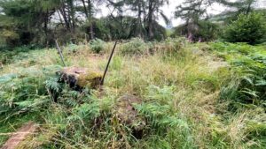 A close-up shot of a grassy clearing filled with ferns and tall grasses. Two moss-covered stones are on the ground, with two or three thin, dark poles sticking out of them. A forest of evergreens and other tall trees is in the background.