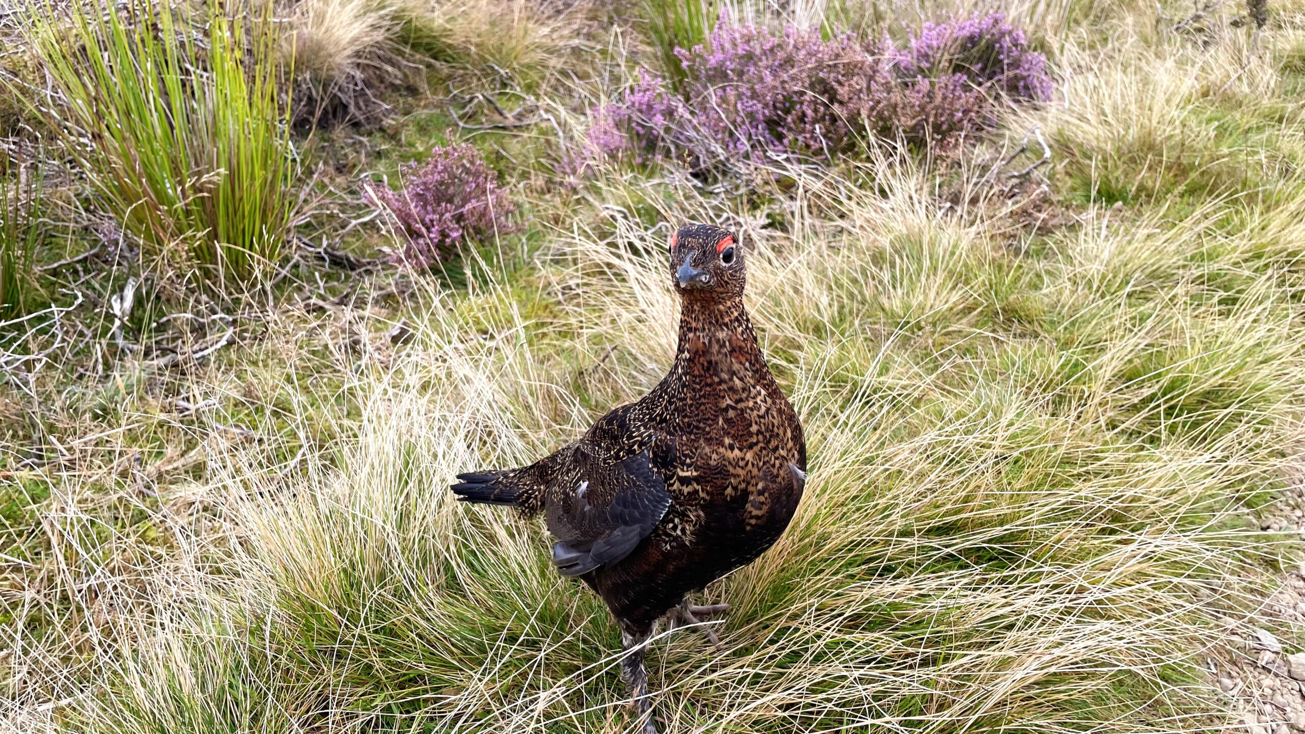 Guardian of the Cleveland Way