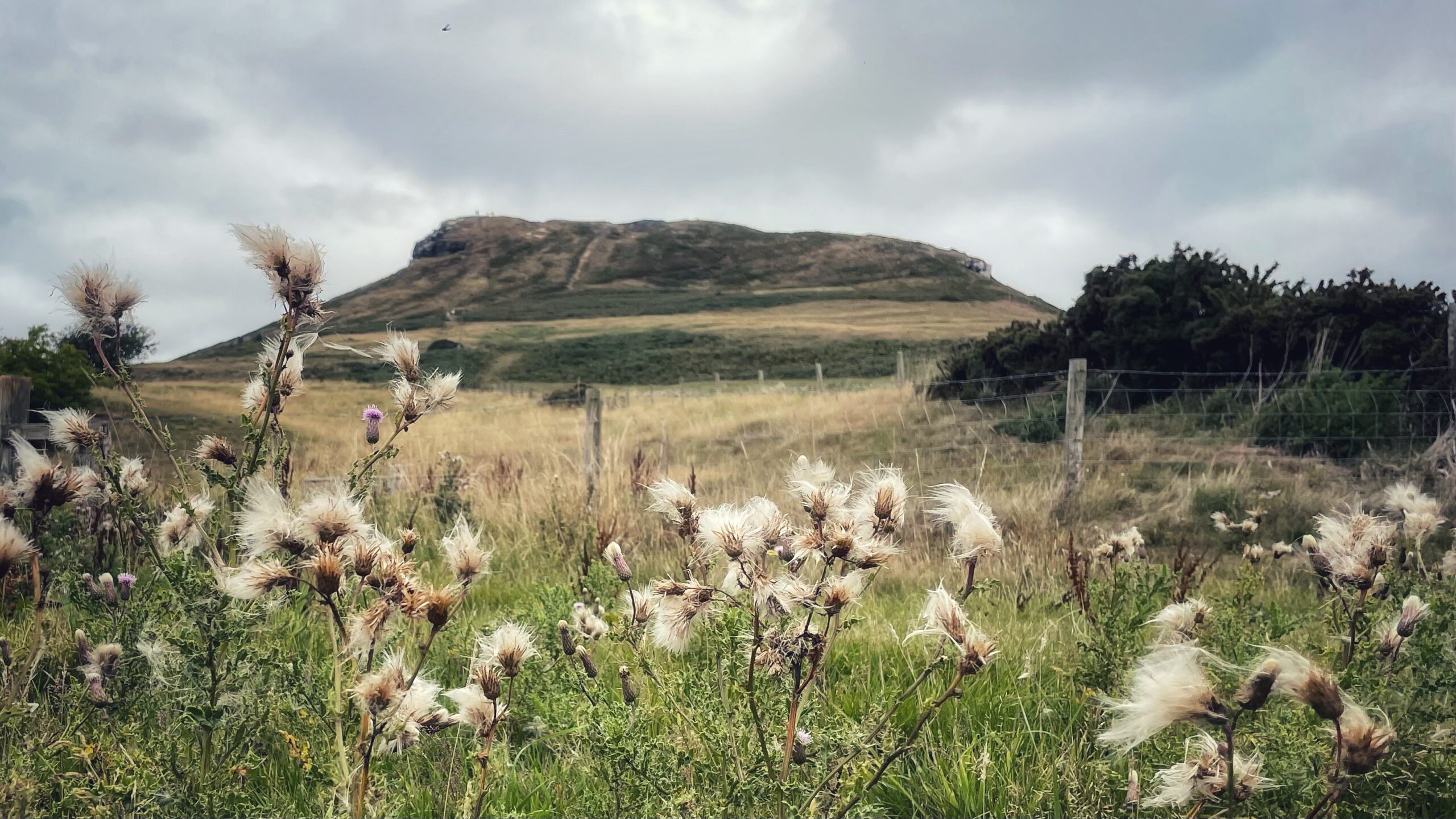 Down among the Thistles