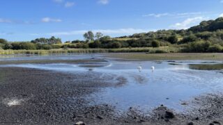 The Parched Pond of Margrove