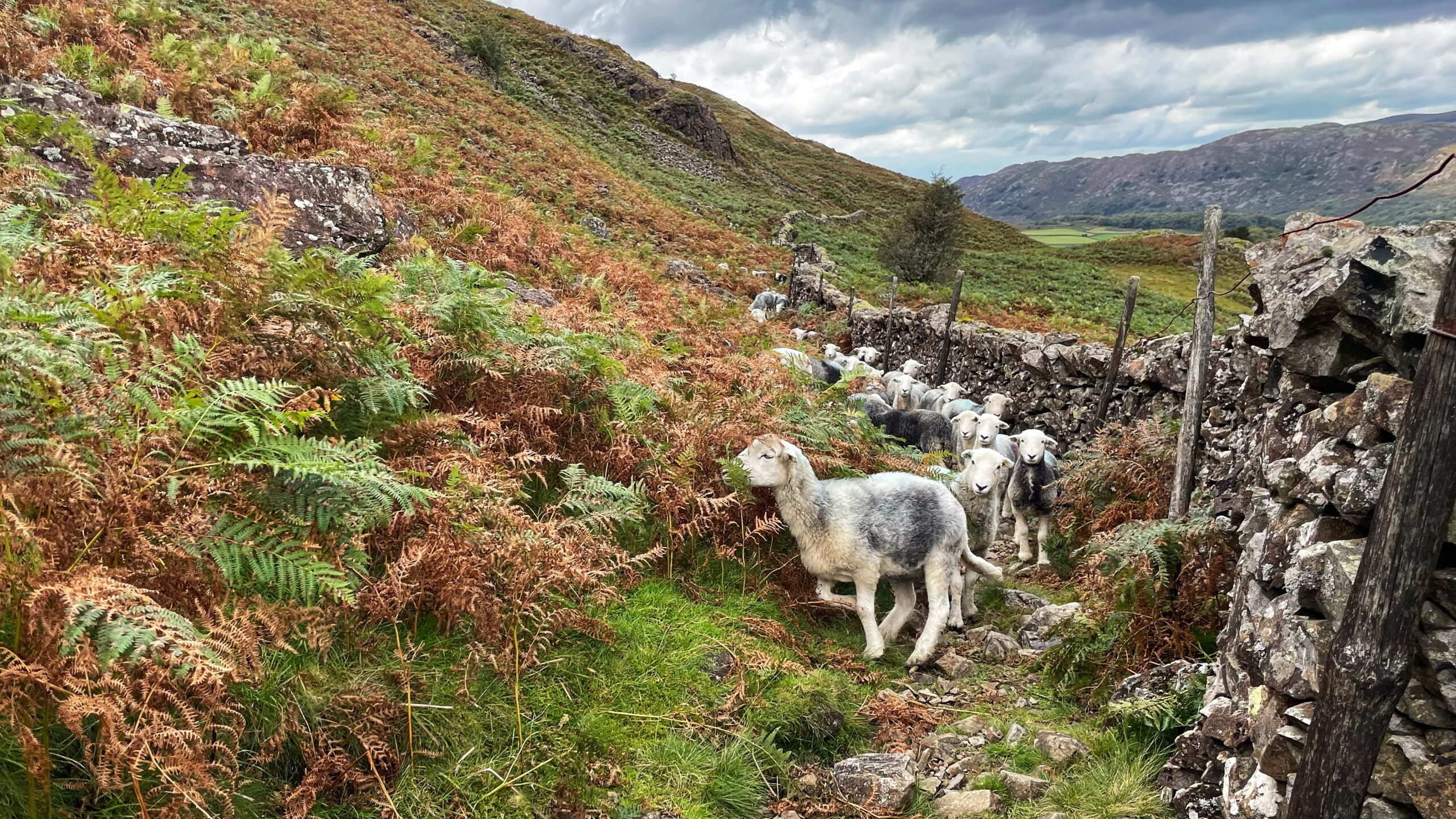 Stand-off in Eskdale