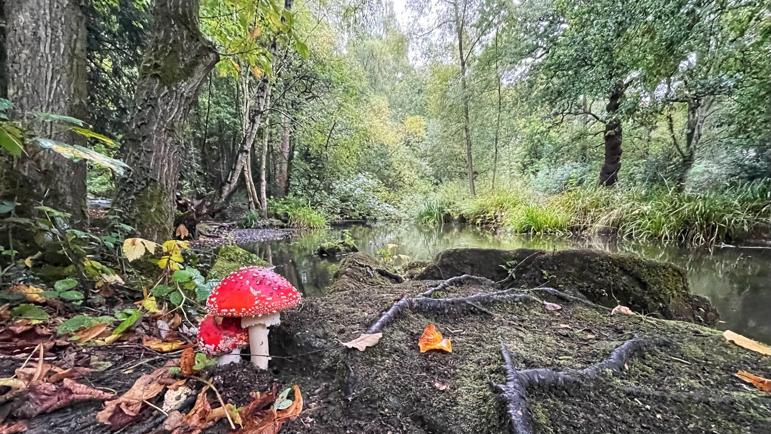 Rudolph and the Power of the Fly Agaric