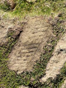 A close-up, top-down shot of a flat, rectangular flagstone embedded into the earth and surrounded by tufts of bright green grass. The stone is a light brown or sandy colour and appears to be worn smooth from age and foot traffic, with a slightly textured surface.