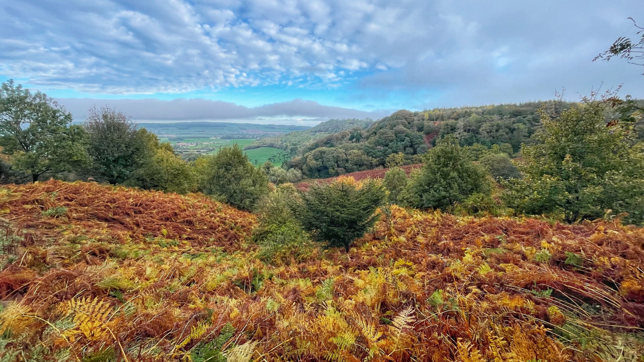 Autumnal landscape of a rolling valley covered in russet and golden bracken and dense green woodland under a dramatic, cloudy blue sky.