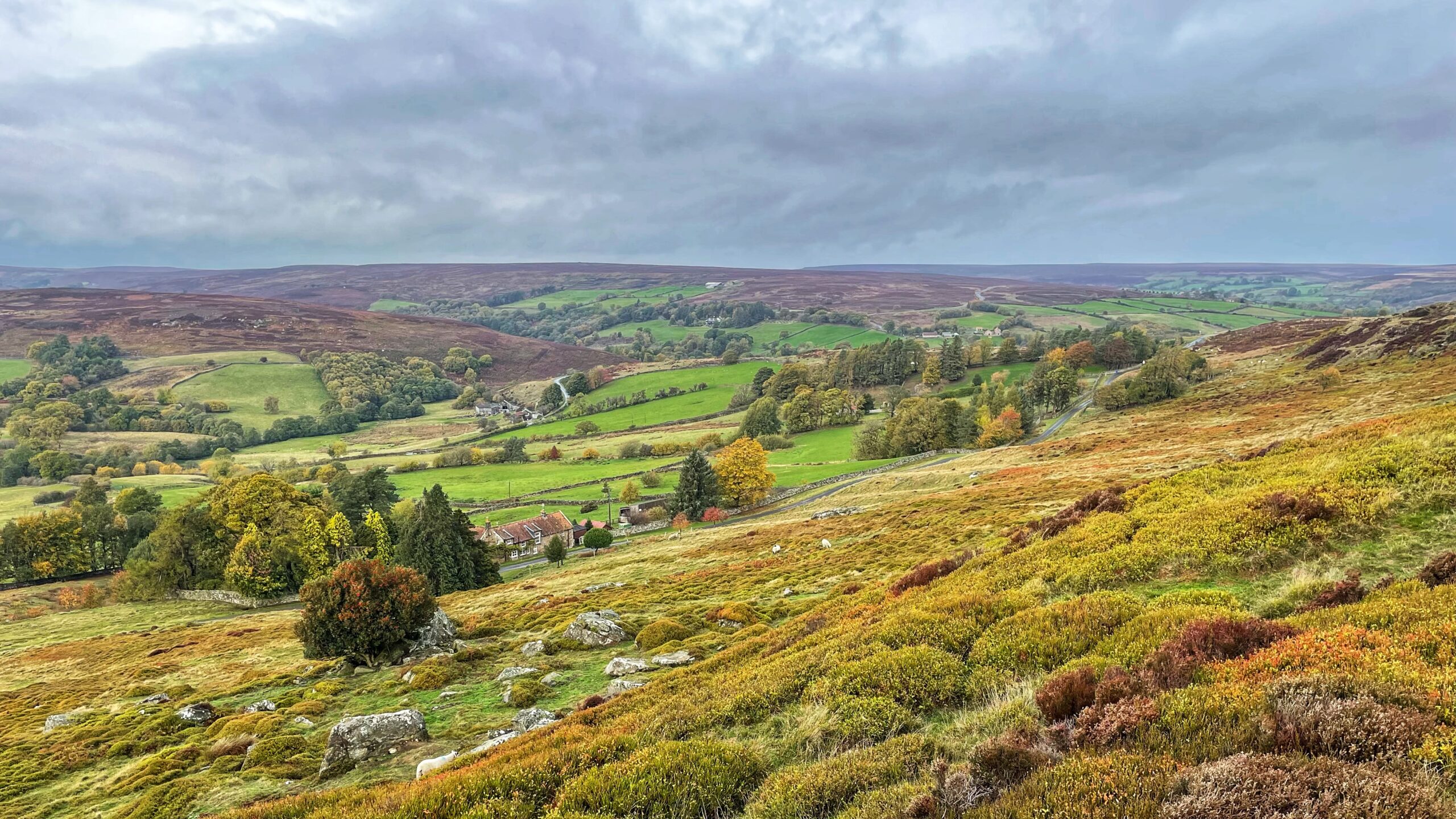 A panoramic view of Westerdale in the North York Moors National Park, taken in autumn. In the foreground, a steeply sloping hillside is covered in heather and rough grass, showing a mix of gold, russet, and green colors. Scattered rocks are visible among the vegetation. The mid-ground features a valley floor with lush, bright green fields enclosed by stone walls or hedges, typical of agricultural land. A small cluster of farm buildings with a red-tiled roof and surrounding trees with autumnal foliage (yellows and greens) sits in the valley. A winding road is visible as it descends into and crosses the valley. The background shows the rolling moorland hills extending to the horizon under a cloudy, overcast sky. The distant hillsides have the characteristic purplish-brown tones of the moors. The overall scene is one of rugged, rural beauty under a dramatic sky.