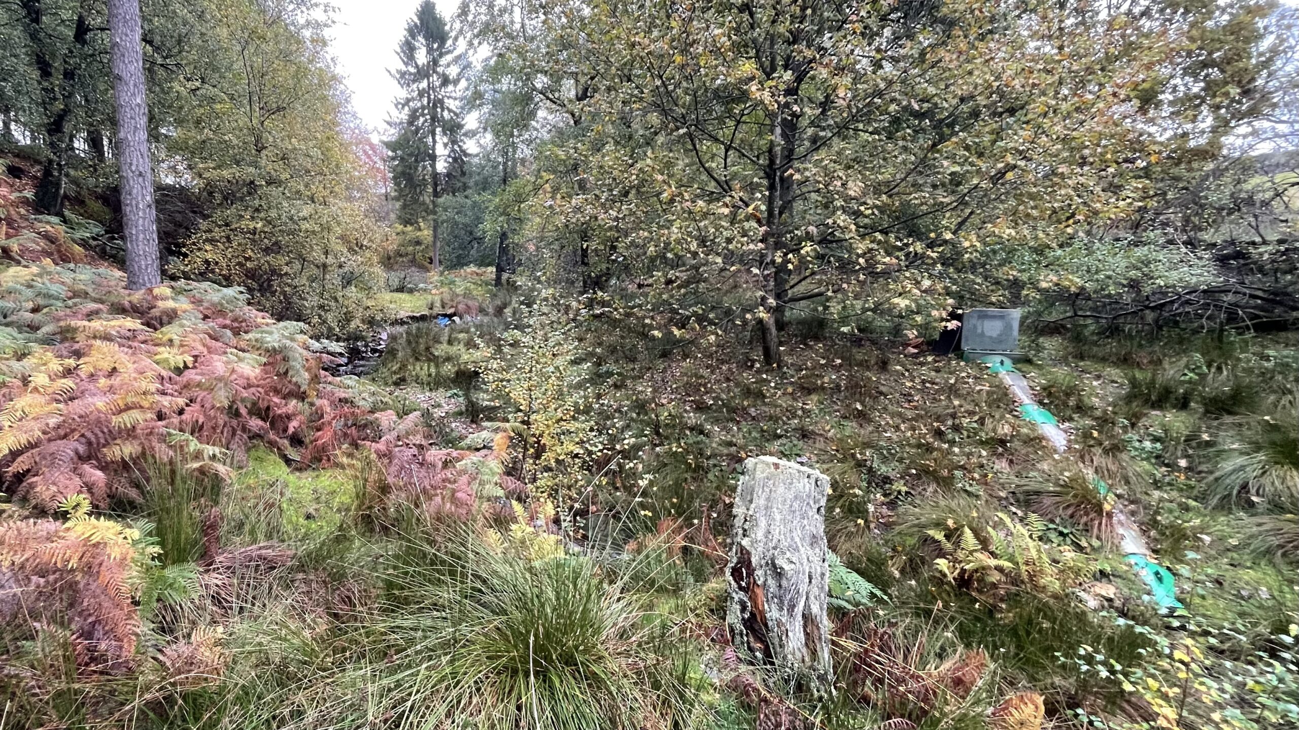 An Archimedes Screw, encased in a green and white pipe, runs downhill on the right side of Bonfield Gill . The image looks upstream. The foreground is dominated by dense, colourful vegetation, including reddish-brown bracken, green grasses, and a moss-covered tree stump. The background features a wooded area with various trees, some beginning to show autumnal colours. The Archimedes Screw is used to generate electricity for a nearby farm of Bonfield Ghyll.
