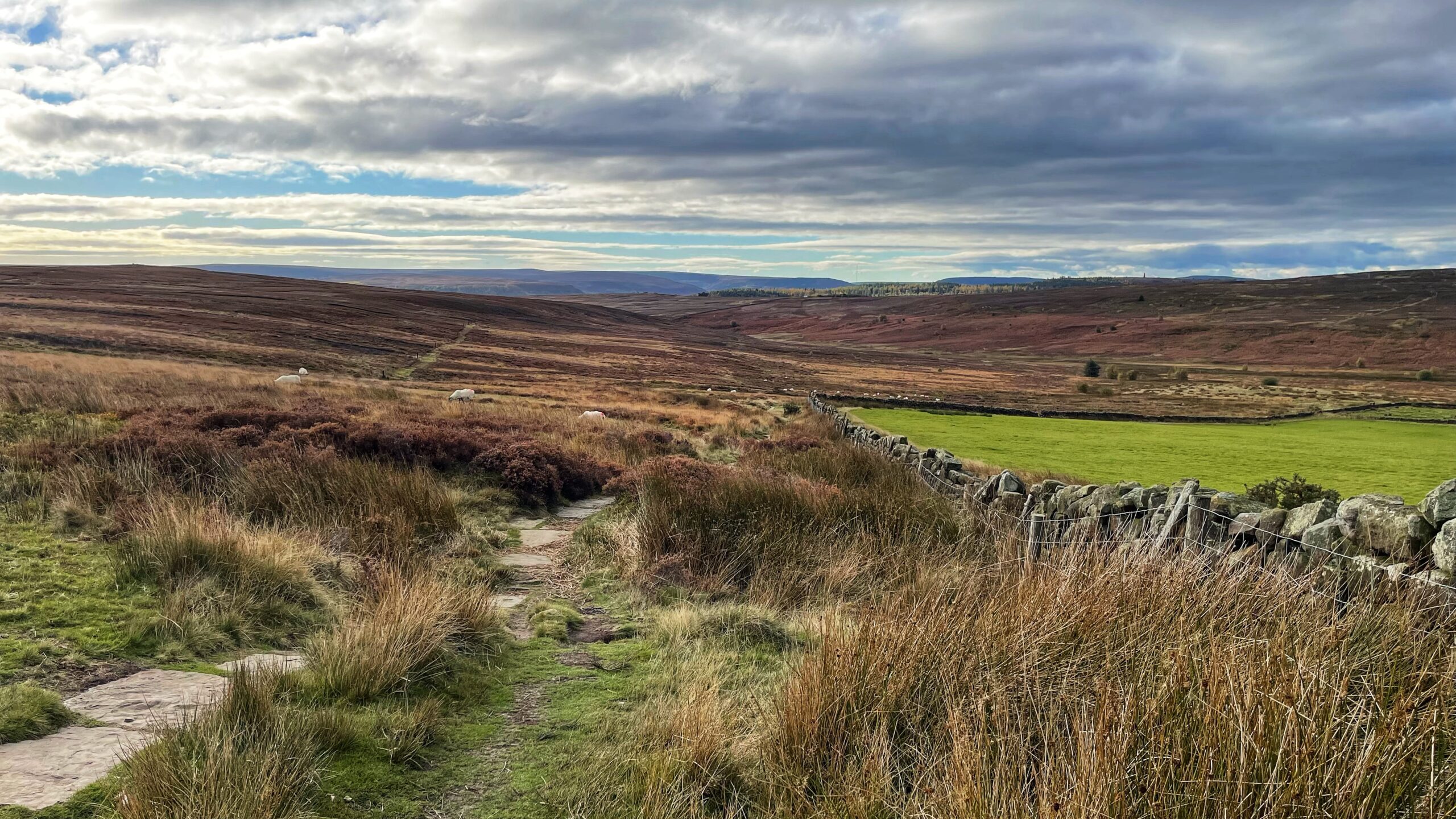 A path made of stone slabs and grass winds through dry, tussocky grass and low heather in the foreground. To the right, a dry-stone wall separates the rough moorland from a bright, intensely green field. In the middle ground and background, the valley slopes up into wide, rolling hills and moorland, dominated by colours of burnt orange, brown, and deep red heather under a dramatic, cloudy sky. A few sheep are visible grazing on the moor.