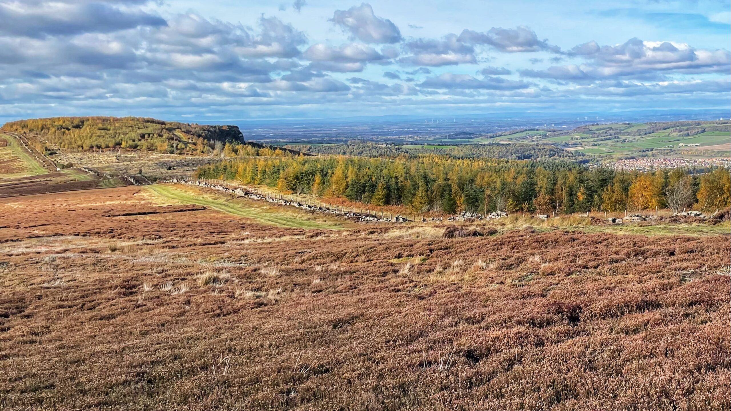 A landscape photo featuring Highcliff Nab. The foreground is a wide expanse of moorland covered in low, reddish-brown heather and bracken, with a faint sheep trod running through it. In the middle ground, a long, low stone wall separates the open moor from a densely planted strip of trees, featuring a mix of dark green conifers and brighter yellow/orange deciduous trees, suggesting autumn. Beyond the trees, the ground rises steeply to a flat-topped hill—Highcliff Nab—partially covered in scrub and trees. The distant background shows a green, rolling valley giving way to a more developed plain, the Tees Valley, with a faint urban edge and scattered wind turbines. On the far right, the ground rises to the Eston Hills. The sky is bright with a mix of white and grey cumulus clouds.