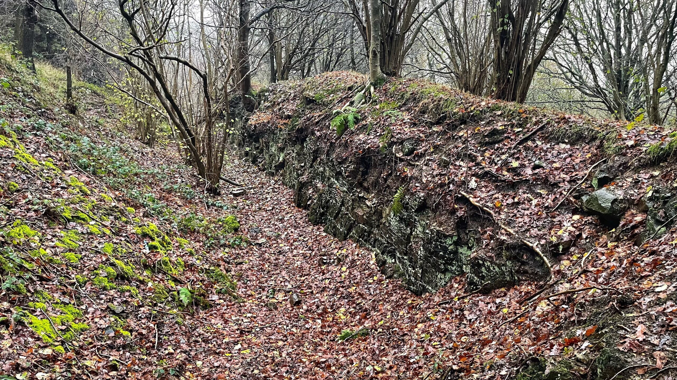 A ground-level photograph of a narrow, steep-sided cutting in a woodland area, which is an old whinstone quarry. The ground is covered thickly with brown autumn leaves. The left slope is covered in mossy, green undergrowth and low vegetation, while the right side features a vertical, dark, layered rock face (whinstone), partially covered in moss and ferns, leading up to a bank topped with thin, bare-branched trees. The trees surrounding the cutting are deciduous and mostly bare, under an overcast sky.