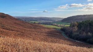 A photograph taken from a hillside looking down into the Lonsdale valley. The foreground is dominated by dry, reddish-brown bracken covering a steep slope, indicating autumn. A narrow, dark road winds through the middle distance, leading toward a patch of vibrant green pastureland and a scattering of deciduous trees, some with yellow or brown leaves. The valley sides rise again in the background, covered in dark heather and a pine plantation, leading up to rolling hills under a bright blue sky with scattered white clouds. The light suggests a sunny morning.