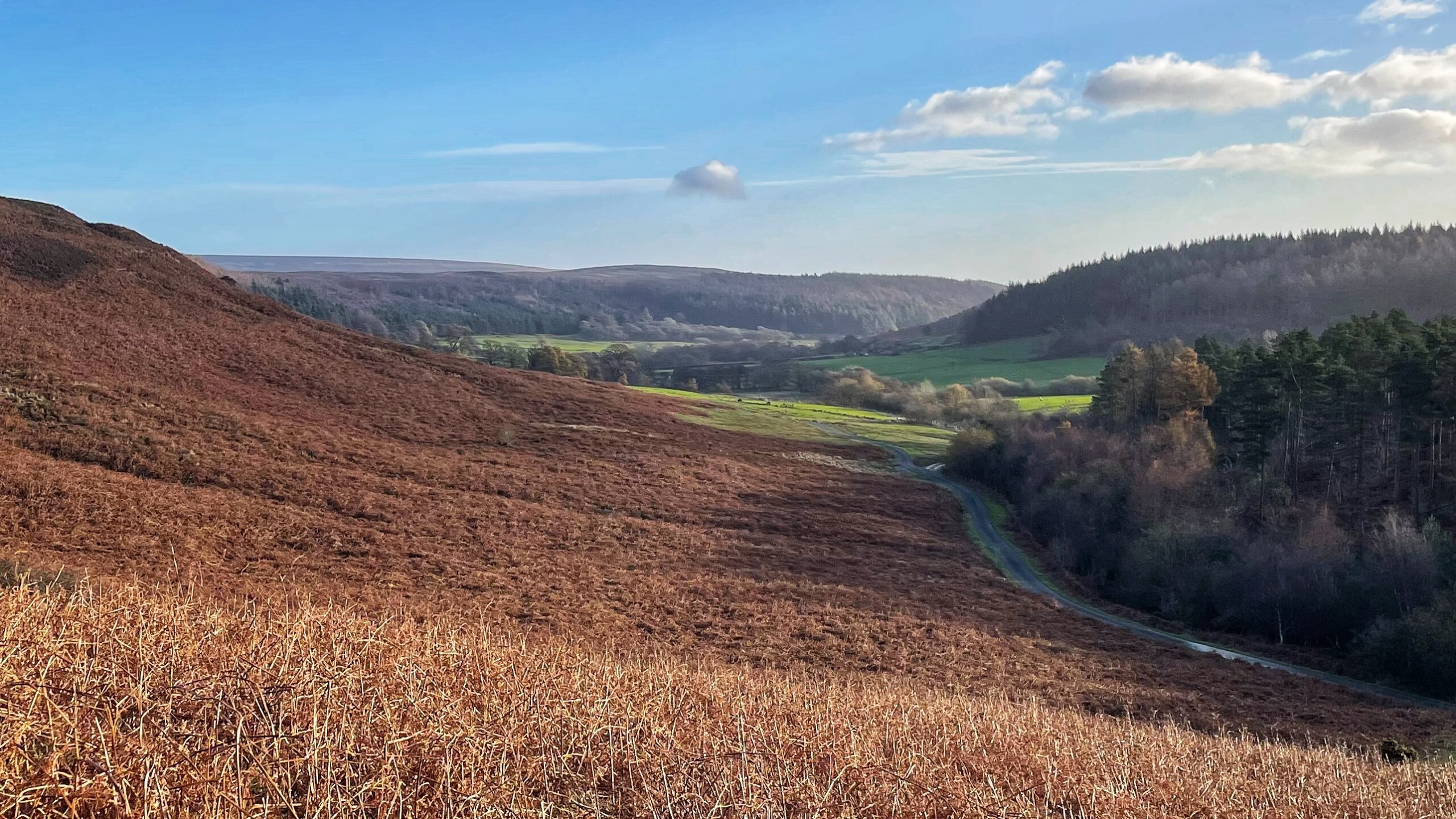 A photograph taken from a hillside looking down into the Lonsdale valley. The foreground is dominated by dry, reddish-brown bracken covering a steep slope, indicating autumn. A narrow, dark road winds through the middle distance, leading toward a patch of vibrant green pastureland and a scattering of deciduous trees, some with yellow or brown leaves. The valley sides rise again in the background, covered in dark heather and a pine plantation, leading up to rolling hills under a bright blue sky with scattered white clouds. The light suggests a sunny morning.