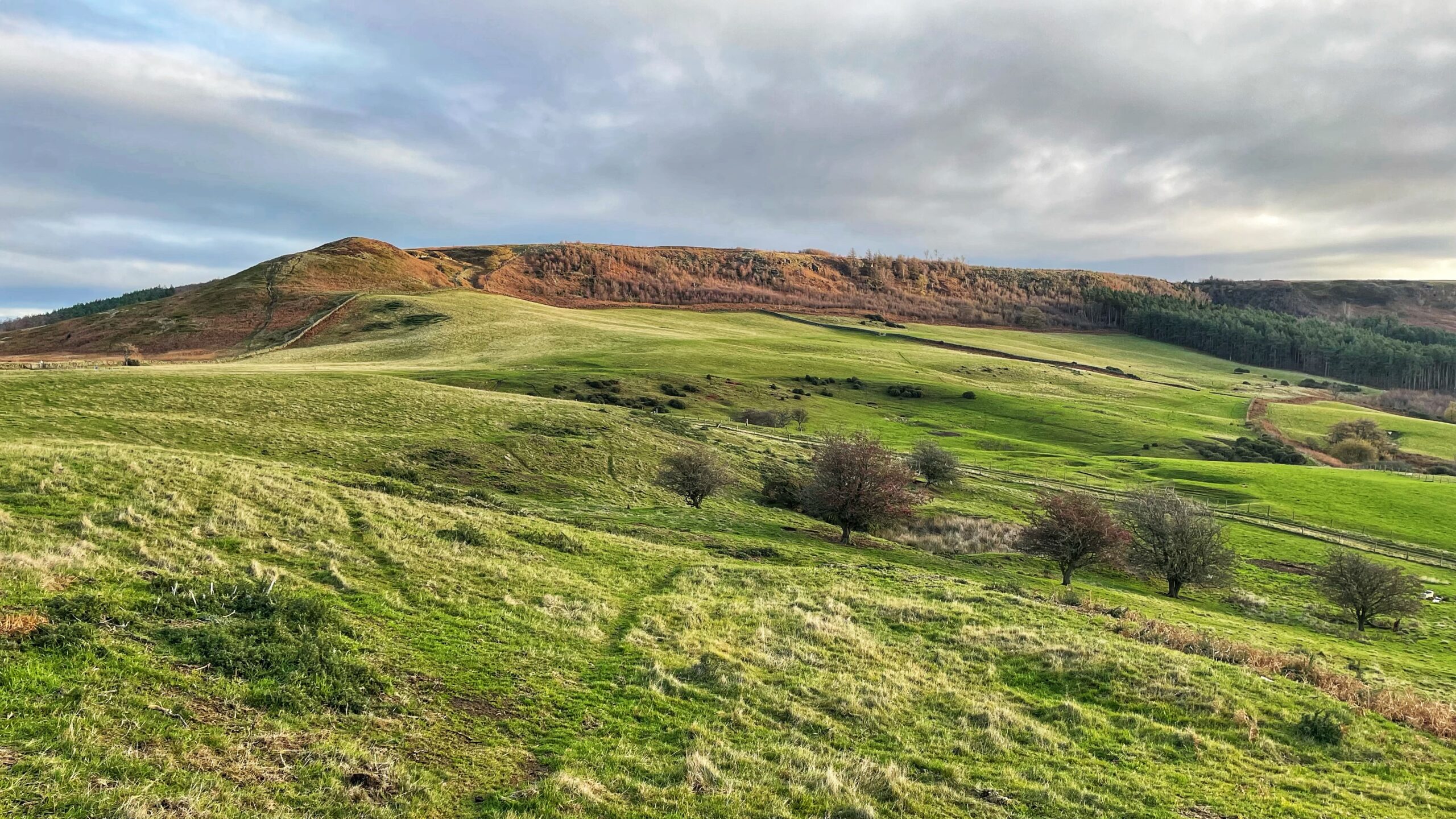 A scenic, wide landscape view under a partially cloudy sky. The foreground and middle ground are dominated by rolling, bright green grassy hills and fields, suggesting pasture. Sloping down from the left are visible sheep tracks in the grass. In the middle ground, there are several small, scattered deciduous trees, likely hawthorns, with reddish-brown foliage and visible dark berries. Right of the centre, between two of the nearest trees, is a patch of darker, slightly sunken, marshy or waterlogged ground. The background features a steep, high hill with a smooth, rounded top. The upper slope of this hill is covered in deep, reddish-brown/orange bracken or heather, while the lower right section of the slope transitions into a dark green coniferous forest.