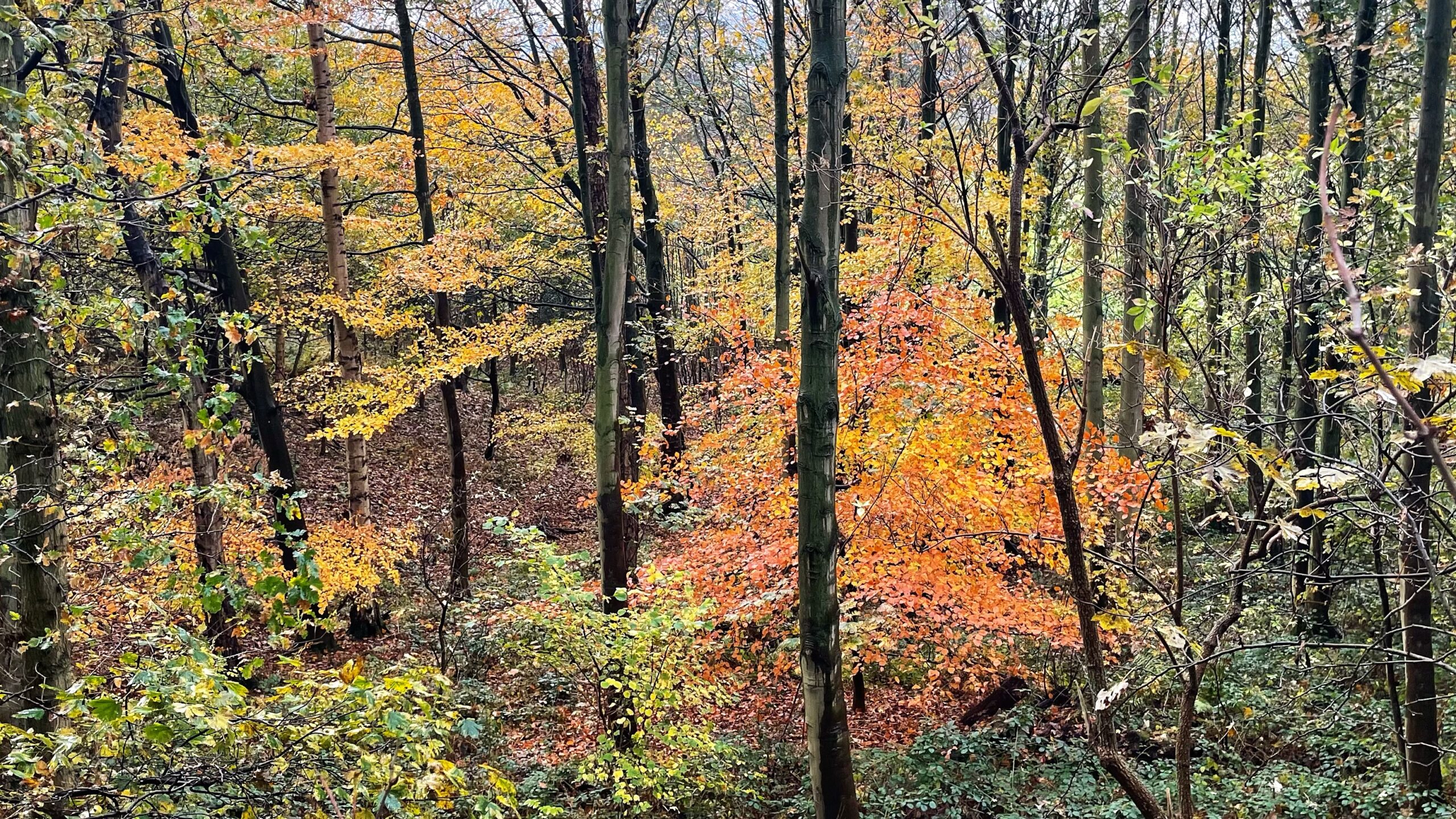 A dense forest scene dominated by autumn colours. The foreground and middle ground show trees with leaves in various stages of change: vibrant, fiery orange and bright yellow patches stand out against the darker, slender trunks of leafless or still-green trees. The ground is covered in brown and reddish fallen leaves, suggesting a damp, late-autumn day in the woods.