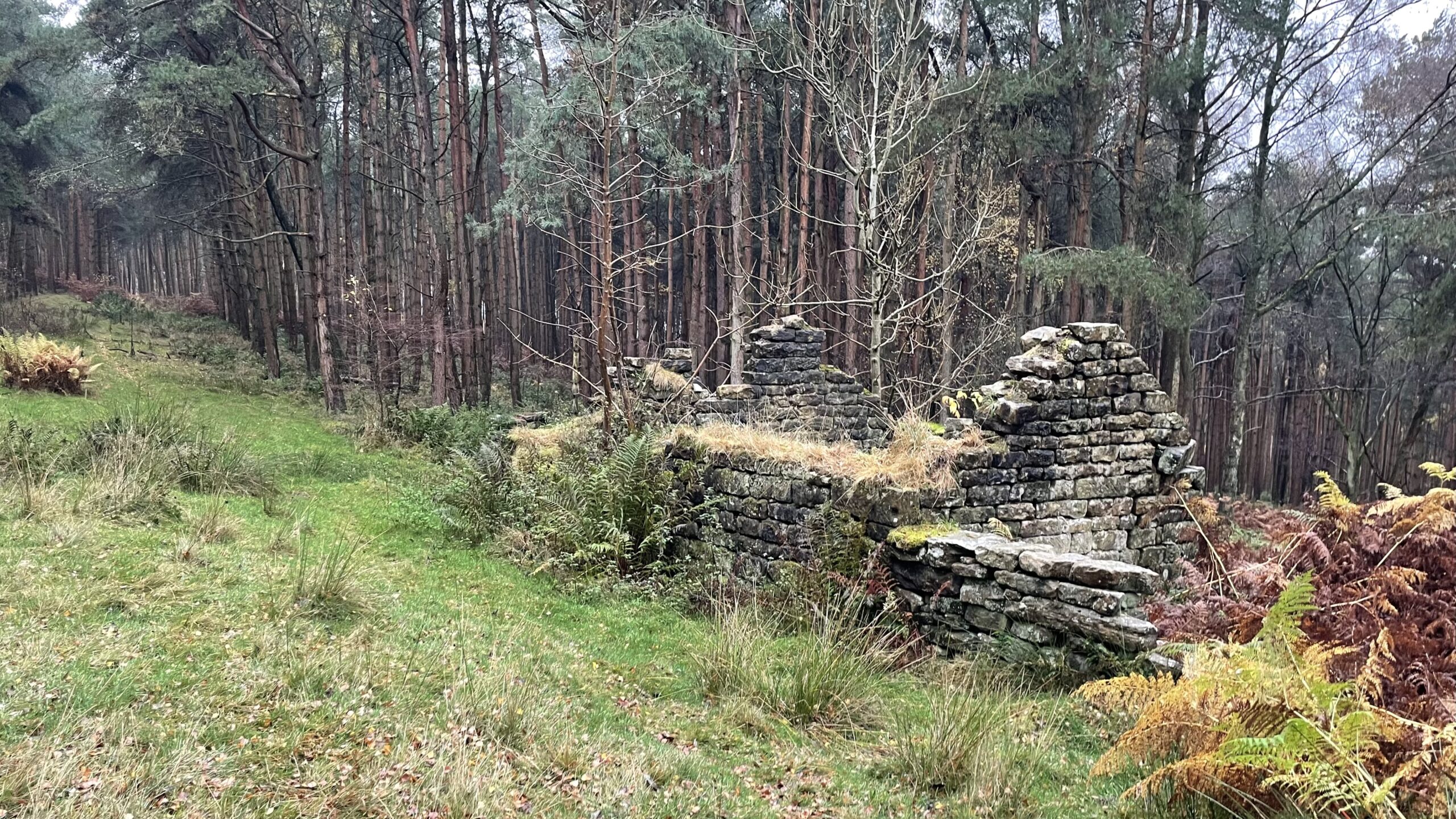 Rusted stone ruins of a small, collapsed building, possibly a farmstead or cottage, nestled on a grassy slope at the edge of a dense pine forest. The walls are partially standing and covered in moss and ferns, with dry, brown bracken visible in the foreground. The sky is overcast, giving the scene a damp, somber atmosphere.