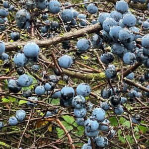 A close-up, densely packed shot of a Blackthorn bush laden with ripe sloes (Prunus spinosa). The small, round fruit are a dusty, deep blue-purple color, often appearing slightly bruised or covered in a natural, waxy coating (bloom) and are scattered heavily along the thorny, dark-brown branches. Raindrops or dew are visible on the fruit and the surrounding mossy, dull-green foliage, suggesting a damp, autumnal setting.