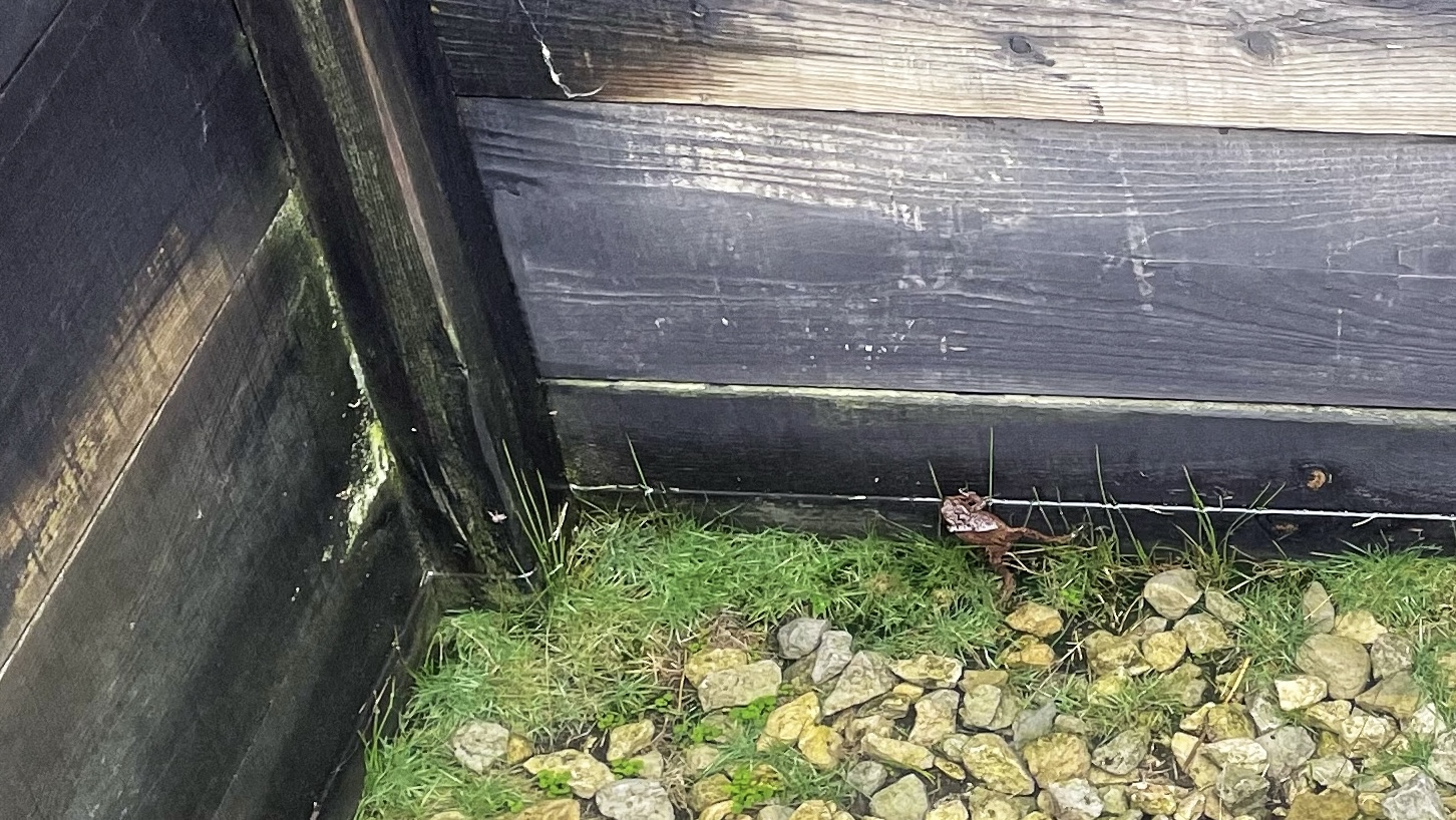 A small, brown toad is partially submerged in standing water next to a dark, wooden wall of a flooded shooting butt. The toad is near the corner where two walls meet. Below the water is a mix of green grass and small, light-coloured stones. The wood has been treated with preservative and shows signs of weathering. It is dark grey/black.