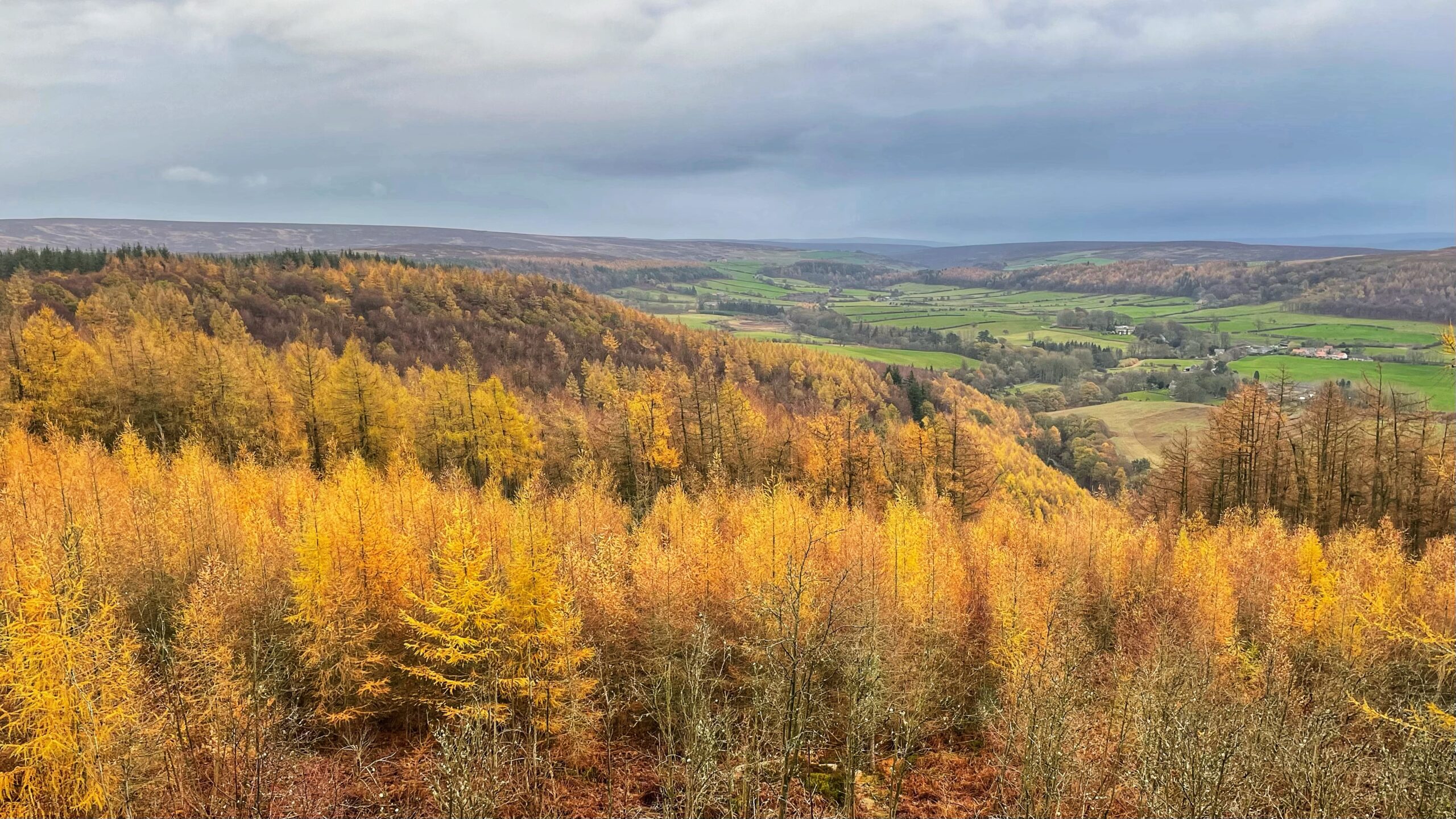 A panoramic view of the Kildale valley during autumn. The foreground is dominated by a slope covered in dense coniferous trees with brilliant, golden-yellow/orange foliage, suggesting they are larches or another deciduous conifer nearing the end of their autumn colour. In the middle ground, the valley floor is a patchwork of green fields and scattered woodlands, with a few farm buildings visible. The background consists of rolling moorland hills under a cloudy, overcast sky. The overall scene shows a transition from vibrant autumnal colours on the nearer slope to the more subdued greens and browns of the distant farmland and heather moors.
