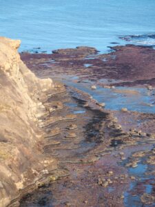 A high-angle photograph looking down from the top of a cliff to the coastal foreshore of Brackenberry Wyke and the sea. The steep, tan-coloured cliff face takes up the left side of the image, showing clear, distinct horizontal layers of sedimentary rock near the bottom. The exposed foreshore or rocky beach in the centre and right is characterised by dark, reddish-brown rock platforms, pools of water reflecting the light, and intricate patterns of erosion and bedding planes, indicating a low tide. The texture is wet and rugged. The sea occupies the top of the image, a light, clear blue, contrasting with the darker, exposed shore. The vantage point emphasises the scale of the cliff, the layered, rugged geology and the old ironstone workings of this coast.