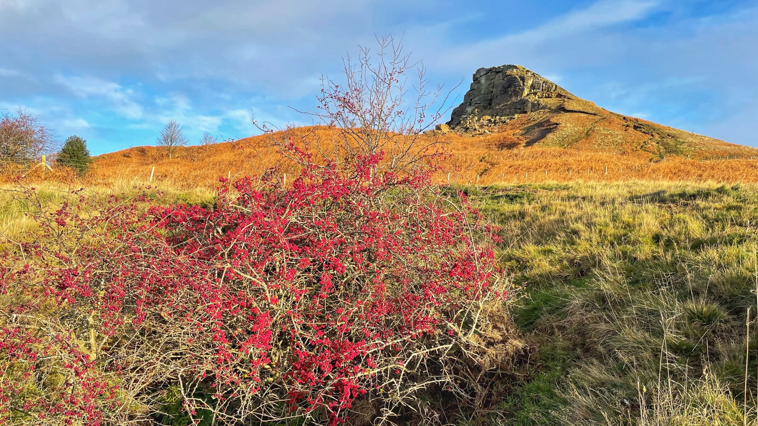 A large hawthorn bush covered in bright red berries stands in the foreground of a rough grassy hillside. In the background, the distinctive, conical hill of Roseberry Topping rises up, its slopes covered in golden-brown bracken leading up to its prominent rocky sandstone crag. The sky is blue with scattered clouds.