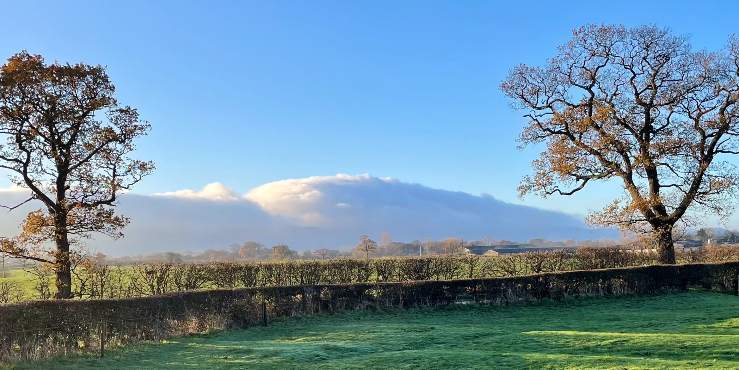 A wide, panoramic photograph taken on a sunny morning. A low bank of thick, bright white cloud stretches horizontally across the middle ground, smothering the distant Cleveland Hills. The cloud bank appears like a giant wave of fog, with the top edge clearly defined against the deep blue sky. In the foreground, there is a vibrant green field covered with a light dusting of frost, separated from the middle ground by a low, dark green trimmed hedge. On either side of the image, two large, bare-branched oak trees frame the view, their autumn leaves a mix of gold and brown. Sunlight illuminates the scene from the left, casting a slight haze in the distance.
