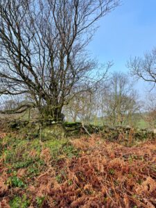 A weathered dry-stone wall with moss and lichen growth runs horizontally across the frame. The wall is built of rough-hewn stones, some of which are partially obscured by an abundance of reddish-brown dead bracken and green undergrowth in the foreground. A large moss and lichen-covered boulder forms part of the wall with a leafless tree immediately behind. The stone has an inscription carved into its centre, which is difficult to read due to weathering and plant growth, but the text is: "FIRST DRAFT WAY MADE UP ALL THE COMMAN LONING IN 1699 T.H." Ivy and brambles grow over and around the stone. Behind the wall is a field and several bare-branched deciduous trees against a pale blue sky.