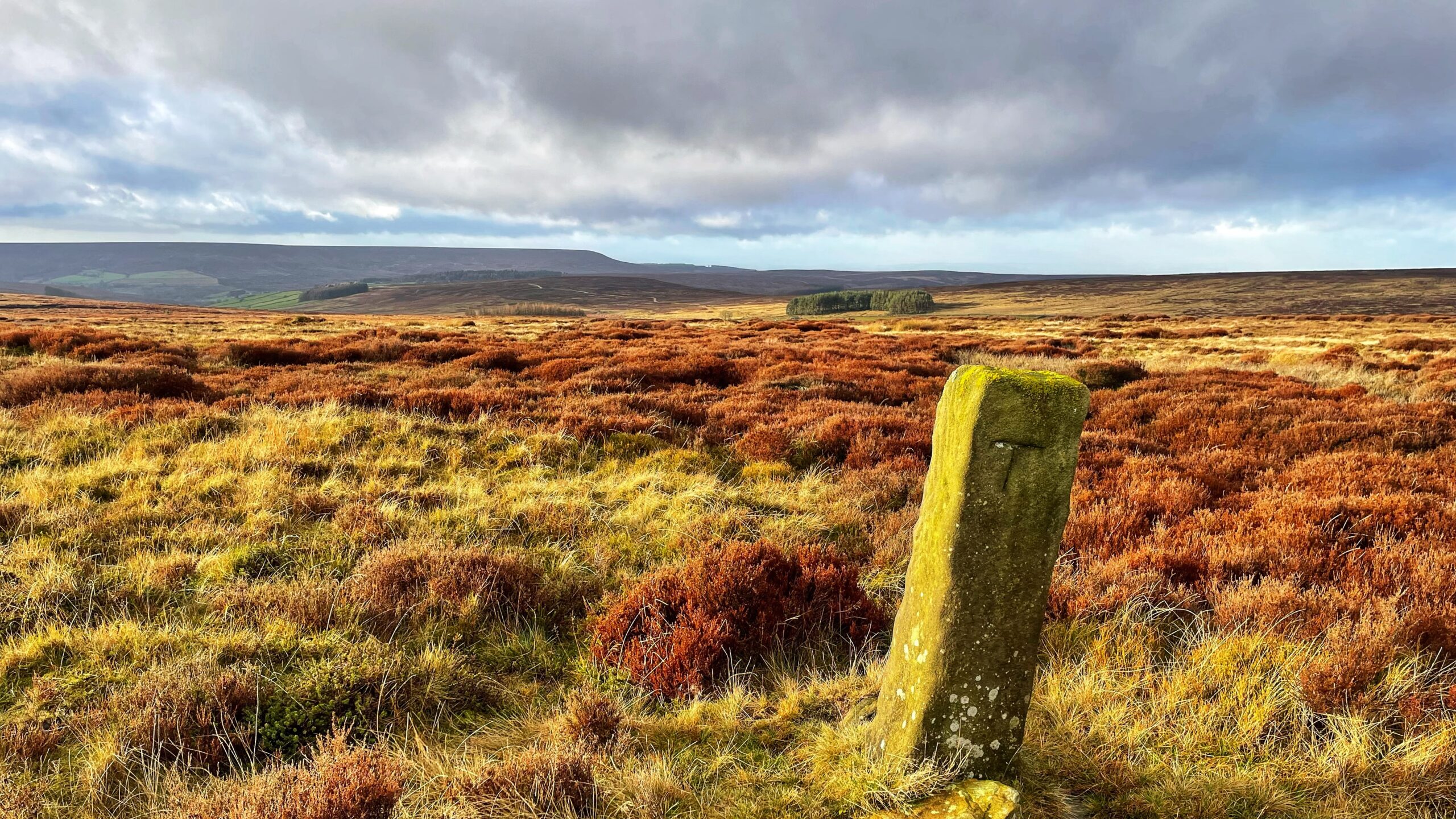 A close-up view of a moss-covered, dressed standing stone, in the foreground of a vast moorland landscape. The stone, roughly rectangular, has a clear inscribed letter 'T' visible on its face. The surrounding ground is covered in golden-yellow grasses and deep orange-brown heather, typical of a moor in late autumn or winter. The horizon is dominated by rolling hills, with a long, flat-topped ridge of Black Hambleton in the distance. A small, dark cluster of trees is visible between the foreground and the distant hill. The sky is overcast with dramatic, heavy grey clouds, but patches of light illuminate the moor.