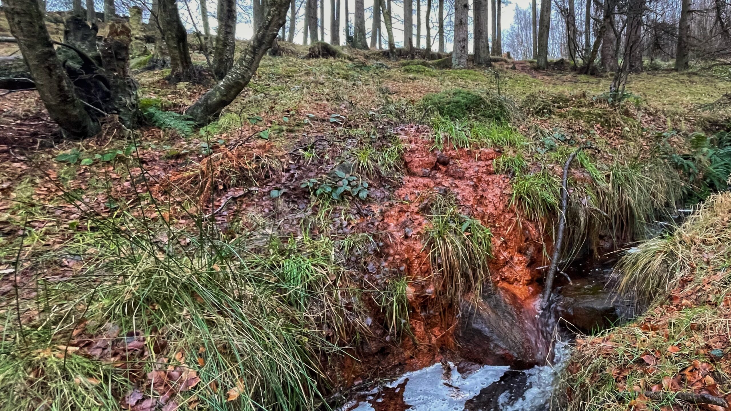 Chalybeate Dreams and Murky Realities