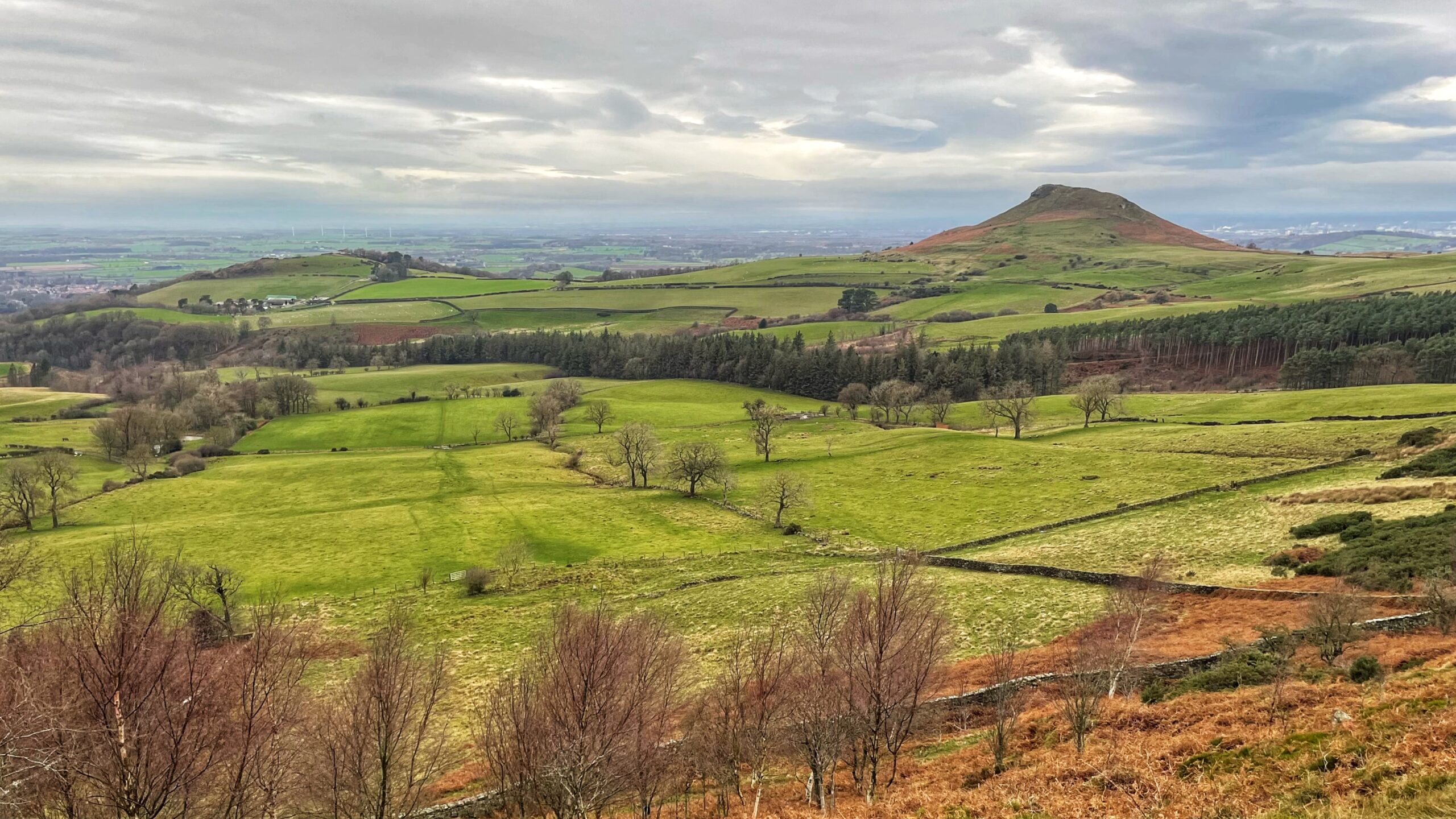 A wide landscape shot of Roseberry Topping in North Yorkshire, under a cloudy, overcast sky. In the middle ground, the iconic hill rises with its distinctive conical shape and a sheer, jagged "half-eaten" western face caused by a historical geological slip. The foreground and mid-ground consist of a patchwork of vibrant green rolling fields, divided by traditional dry stone walls and dotted with sparse, leafless trees. A dense, dark belt of evergreen forest stretches horizontally across the centre of the frame. In the far distance, the flat plains of the Tees Valley extend toward the horizon under a soft, diffused light.