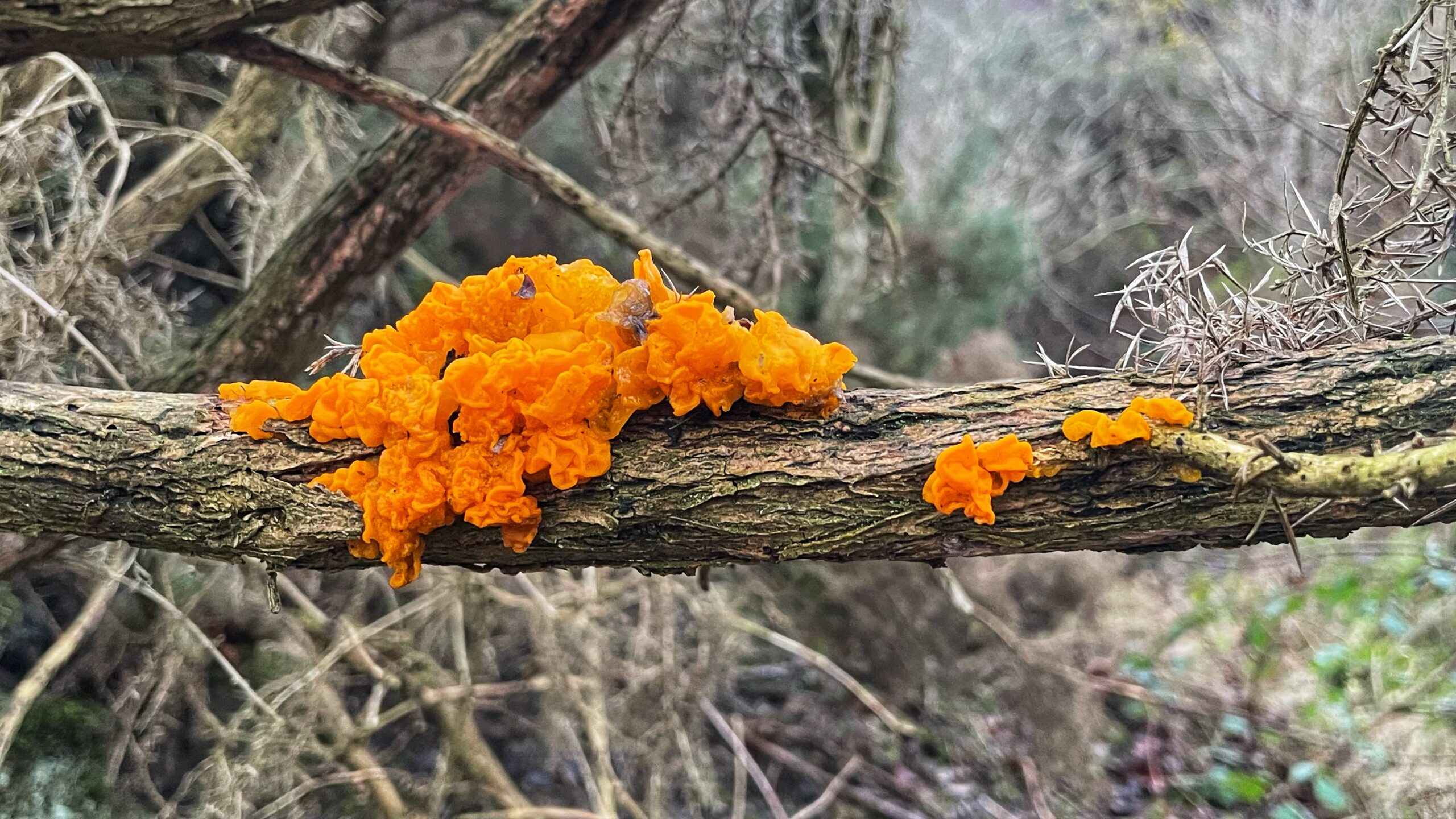 A vibrant cluster of bright orange Witches' Butter fungus (Tremella mesenterica) grows along the top of a fallen, textured brown tree branch. The fungus has a gelatinous, lobed, and brain-like appearance, consisting of several translucent, wavy folds. The branch sits horizontally across the frame, surrounded by a soft-focus background of tangled, leafless winter brambles and greyish-brown forest debris. To the right of the main cluster, two smaller, separate orange growths are also visible on the same branch.