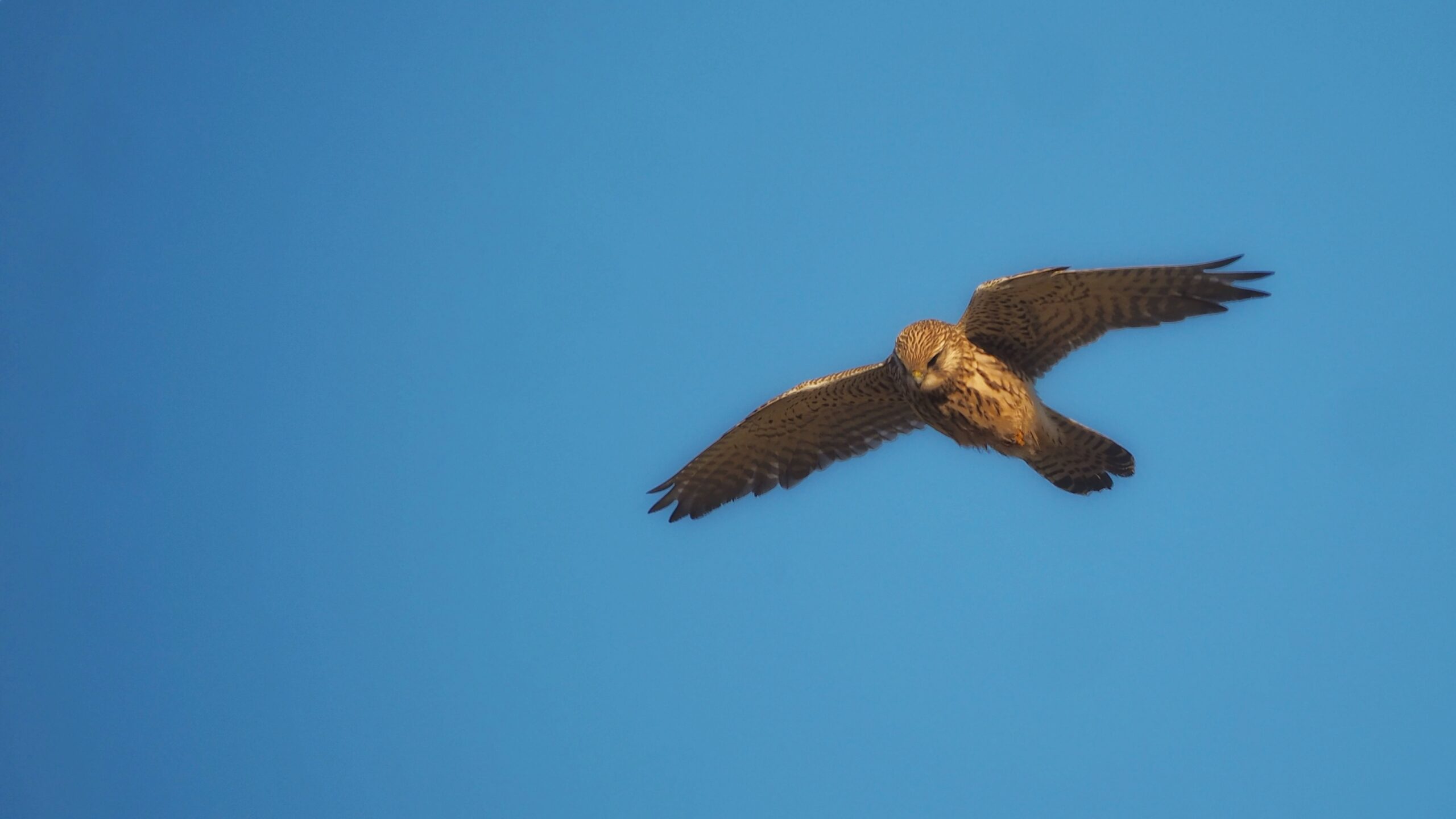 A common kestrel with light brown, speckled plumage glides through a clear, bright blue sky. Its wings are fully extended and slightly arched, showing dark barred patterns on the feathers, while its head is tilted downward as if scanning the ground below.