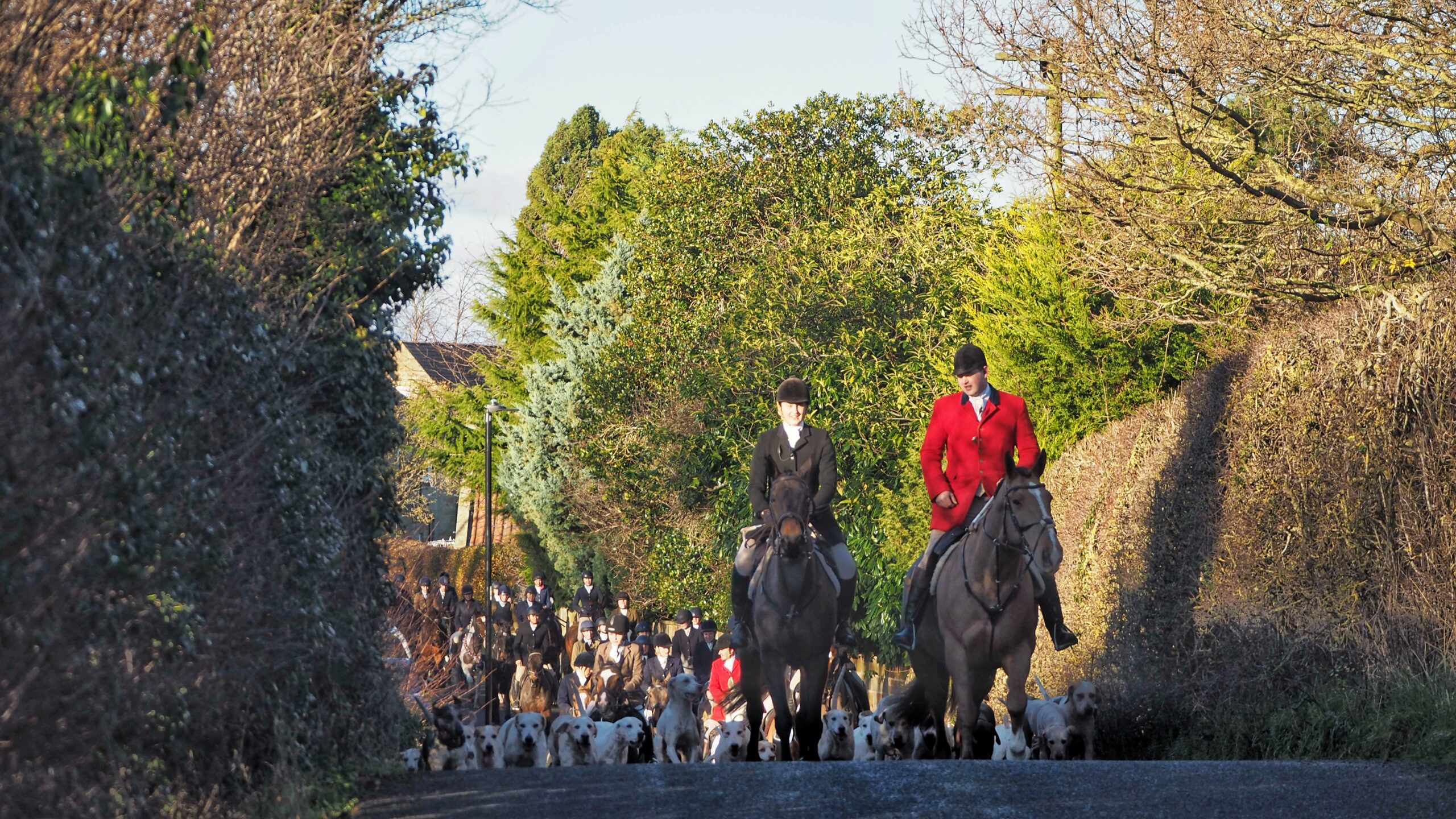 A large group of fox hunters on horseback and a pack of hounds are seen traveling down a narrow, paved road lined with dense hedges and trees. In the foreground, two lead riders are prominent: one on the left in a traditional black hunt coat and one on the right in a bright red hunting jacket, often called "pinks." They are riding large, sturdy horses. Surrounding the horses’ hooves is a large pack of white and tan foxhounds, moving together down the road. Behind the leaders, a long procession of dozens of other riders in formal equestrian attire follows, stretching back into the distance. The lighting suggests a bright, low winter sun, casting long shadows and highlighting the bare branches of the trees overhead.