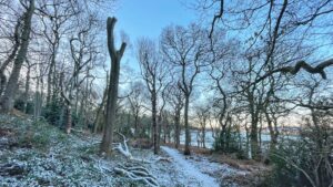 A snow-dusted woodland scene just after dawn. A narrow path winds through the centre of the frame, flanked by bare deciduous trees with spindly branches reaching toward a pale blue sky. To the left of centre stands a prominent monolith tree, a tall, thick trunk that has been heavily pruned or topped, leaving only two short, upward-pointing stubs. The ground is covered in a light layer of snow and fallen branches, and a body of water is visible through the trees in the distance.