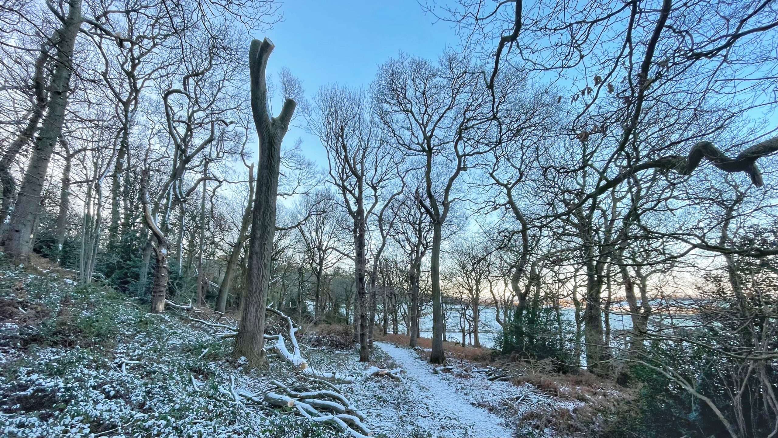 A snow-dusted woodland scene just after dawn. A narrow path winds through the centre of the frame, flanked by bare deciduous trees with spindly branches reaching toward a pale blue sky. To the left of centre stands a prominent monolith tree, a tall, thick trunk that has been heavily pruned or topped, leaving only two short, upward-pointing stubs. The ground is covered in a light layer of snow and fallen branches, and a body of water is visible through the trees in the distance.
