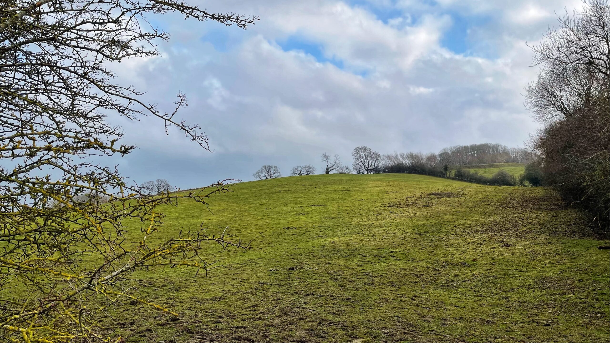 A wide, rolling green hill slopes upward toward a line of bare, skeletal trees against a cloudy sky. In the foreground, the yellow-green branches of a thorny bush frame the left side of the image. The sky is filled with large, soft white and grey clouds, and a dense treeline borders the right side of the field.