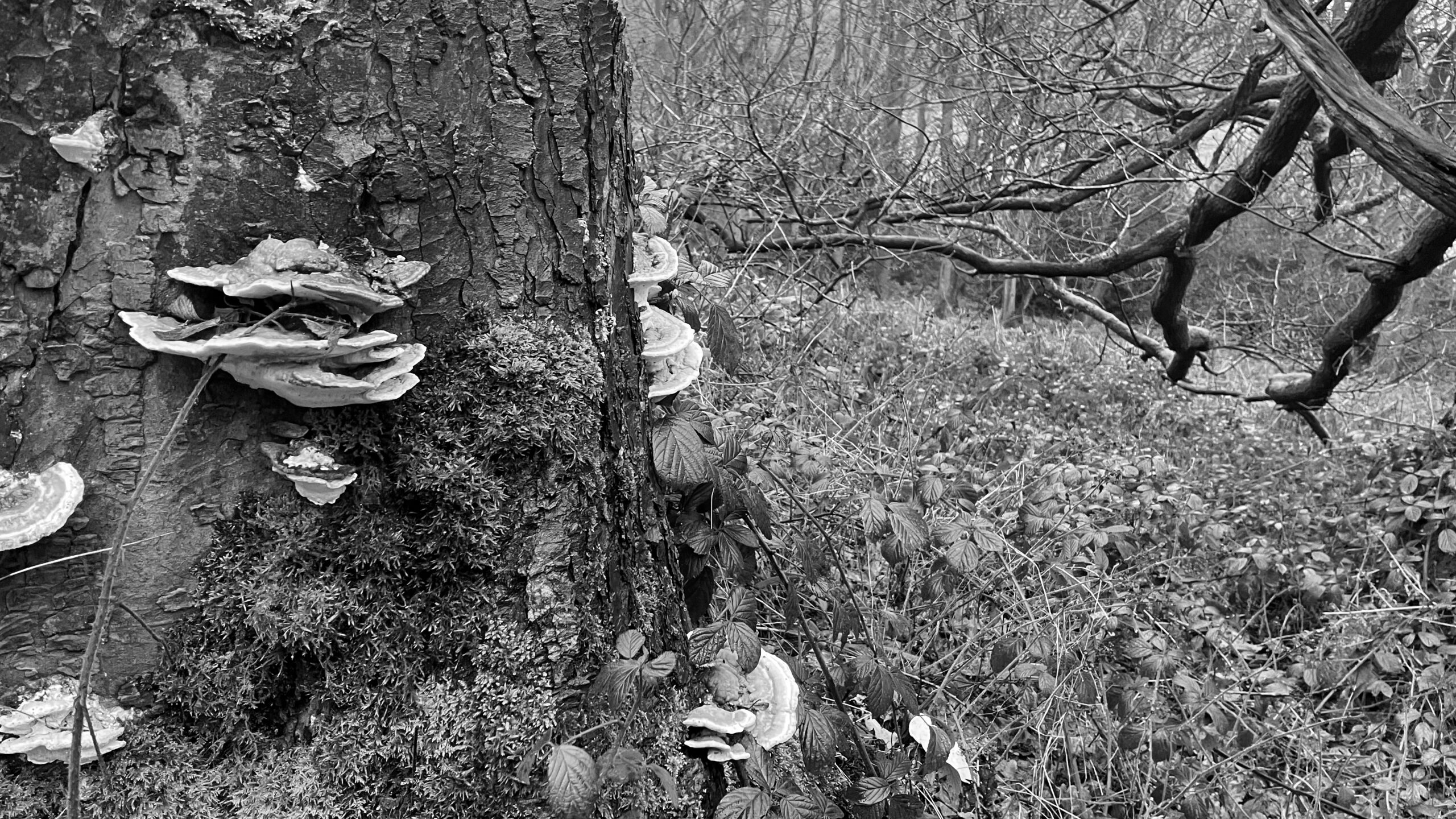 A black and white, wide-angle photograph of a thick tree trunk in a dense, overgrown forest. The tree trunk on the left is covered in patches of dark moss and several large, shelf-like bracket fungi with concentric ring patterns. To the right of the trunk, the forest floor is filled with brambles, thin stalks, and tangled undergrowth. In the background, bare, spindly tree branches reach across the hazy, soft-focus woods, creating a moody and textured natural scene.