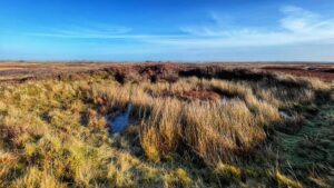 A wide-angle, eye-level photograph of a vast, open moorland under a bright blue sky with wispy white clouds. In the foreground, tall, golden-tan grasses and patches of dark reddish-brown heather surround a small, shallow pool of blue water reflecting the sky. The midground features rolling patches of low-lying vegetation in earthy tones of green, gold, and deep red. The flat horizon stretches into the distance, meeting a clear, expansive sky.