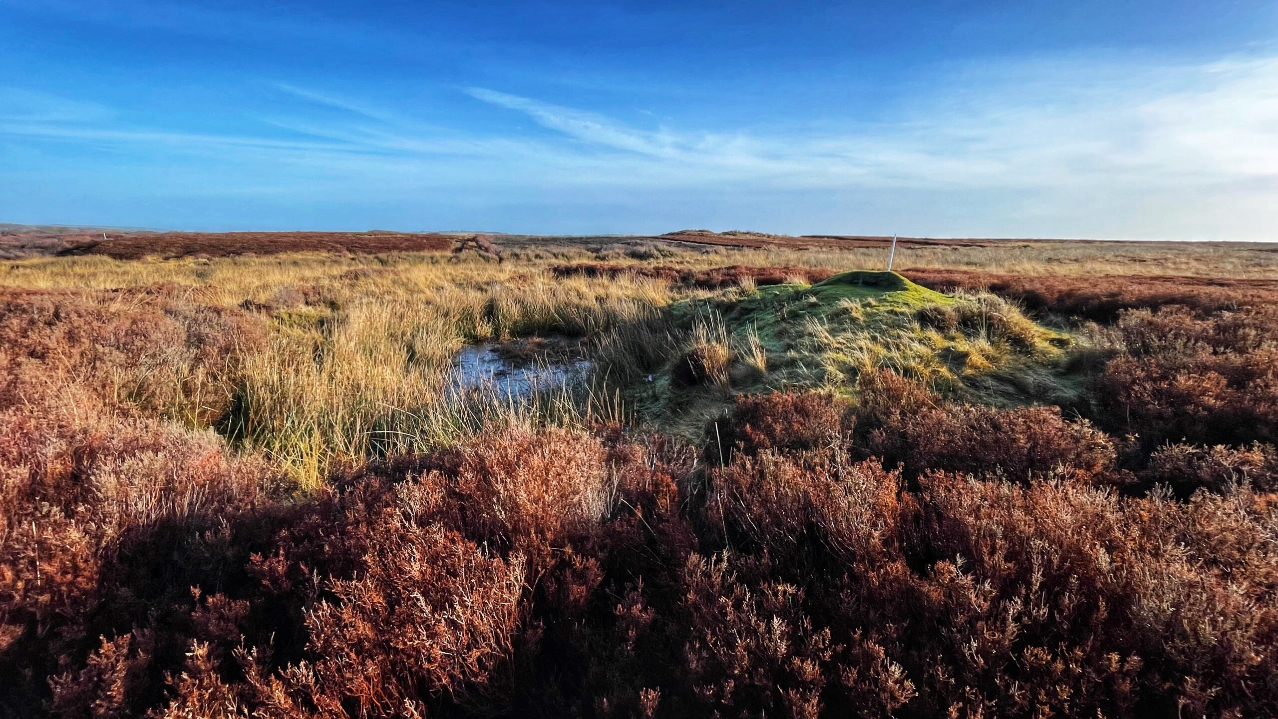 A wide-angle, eye-level shot of a vast moorland under a bright blue sky with wispy white clouds. In the foreground, dense, reddish-brown heather and golden-yellow grasses dominate the landscape. To the right, a small, grassy green mound rises slightly above the surrounding terrain, marked by a thin white pole. A small, still pool of water reflects the sky in a hollow to the left of the mound. The horizon is flat and distant, showing more rolling moorland under the clear morning light.