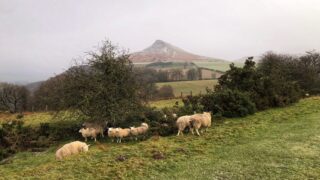 Letting Sheep Be Sheep
