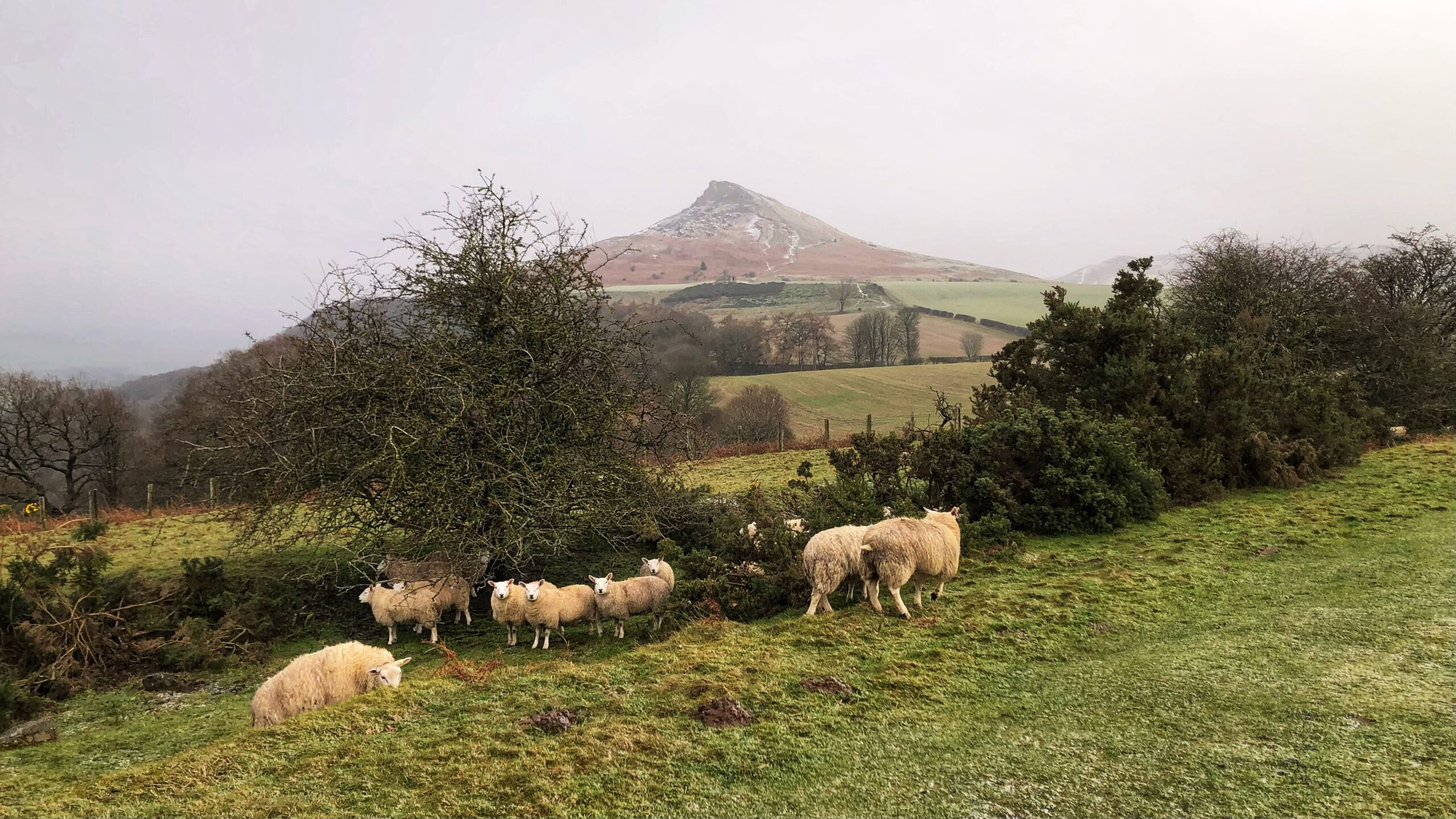 A flock of fluffy, white sheep, somewhat dirty and bedraggled, grazes on a sloping, grassy hillside in the foreground of a misty rural landscape. To the left, several sheep huddle near a large, bare-branched thicket, while others graze along a low hedge to the right. In the background, the prominent, cone-shaped hill of Roseberry Topping rises above the rolling green fields. The sky is overcast and hazy, casting a soft, muted light over the wintry scene.