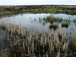 A wide-angle, eye-level photograph of a small pond or marshy pool set within a flat, moorland landscape. In the foreground, numerous tall, dry bulrushes with brown cylindrical heads poke out of the dark, still water. Patches of green grasses and a small, thin shrub grow within and around the pool. The background shows a low horizon of brownish-green moorland under an overcast, pale grey sky.