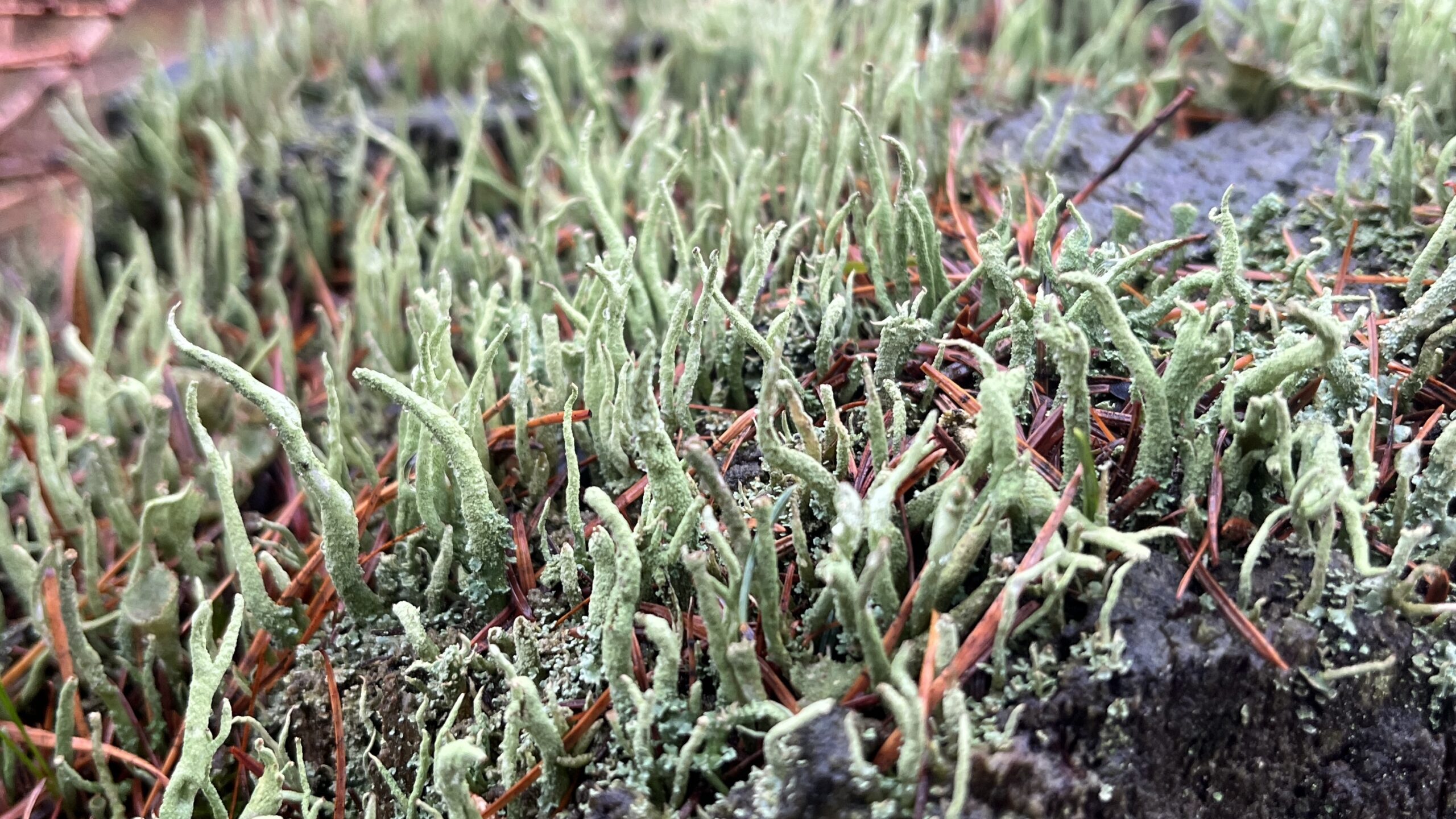 The Smallest Forest on the Stump