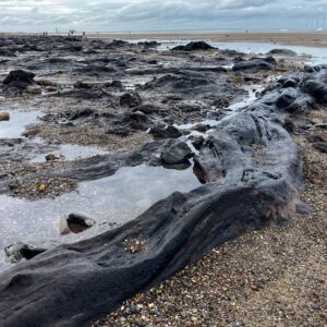A ground-level shot of a prehistoric forest, recently revealed by a storm, shows blackened, petrified tree trunks and stumps scattered across a sandy beach. In the foreground, a large, dark, fossilised log stretches across the frame, its surface textured with ancient wood grain. Smaller fragments and dark, peat-like mounds are partially submerged in shallow tide pools surrounding the ancient wood. In the background, the beach extends toward a line of wind turbines on the horizon under a moody, cloud-filled sky.