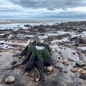 An eye-level, medium shot captures a hollowed-out, petrified tree stump sitting in a shallow tide pool on a rocky beach. The stump is dark, almost black, with vibrant green seaweed clinging to its outer ridges, and its centre holds a small pool of still water. Scattered across the surrounding wet sand and pebbles are several other dark, fossilized wood fragments and flat, peat-like formations. In the distance, the shoreline meets a calm sea under a heavy, grey sky filled with thick clouds.