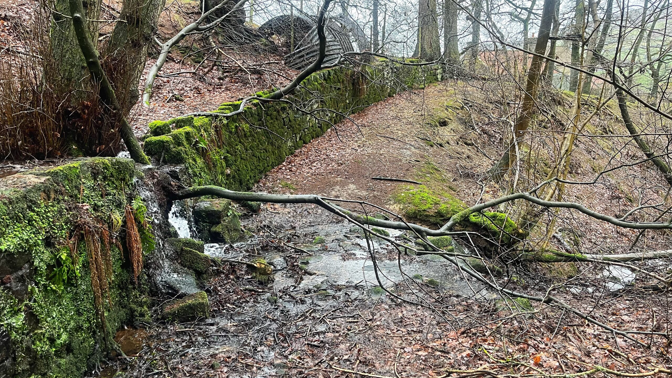 A moss-covered stone wall runs diagonally through a damp, wintery woodland. Directly in front of and parallel to the wall is a disused track covered in brown leaf litter and patches of green moss. In the foreground, a small stream of water breaks through a gap in the stone, spilling into a muddy, twig-strewn pool in the track. Bare branches and fallen limbs crisscross the frame, including a prominent branch resting horizontally across the centre. The background features tall, leafless trees and a glimpse of a structure under a muted, overcast sky.