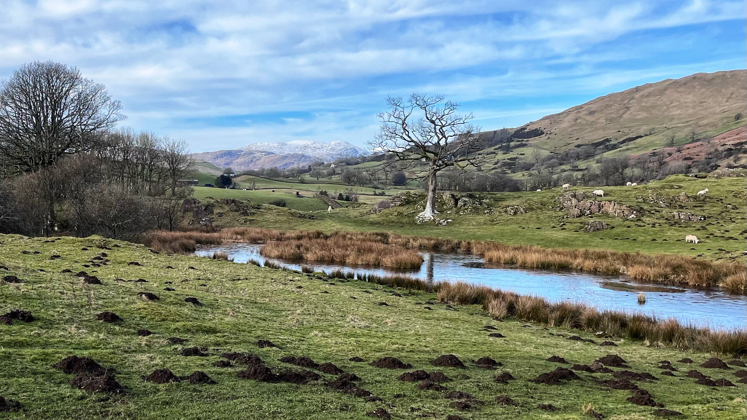 The Wild Boar of Westmorland
