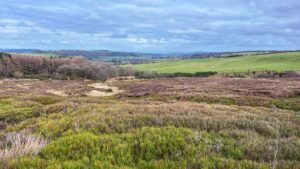 A wide-angle landscape view of Tidkinhow Moor under a vast, cloudy sky. In the foreground, the rolling moorland is covered in a dense mix of green shrubs and patches of low-lying, reddish-purple heather. To the left, a dense cluster of leafless trees borders the moor, while to the right, the terrain transitions into bright green, sloping pastures. In the far distance, a soft blue horizon reveals more rolling hills and a hazy valley under a thick layer of grey and white clouds.