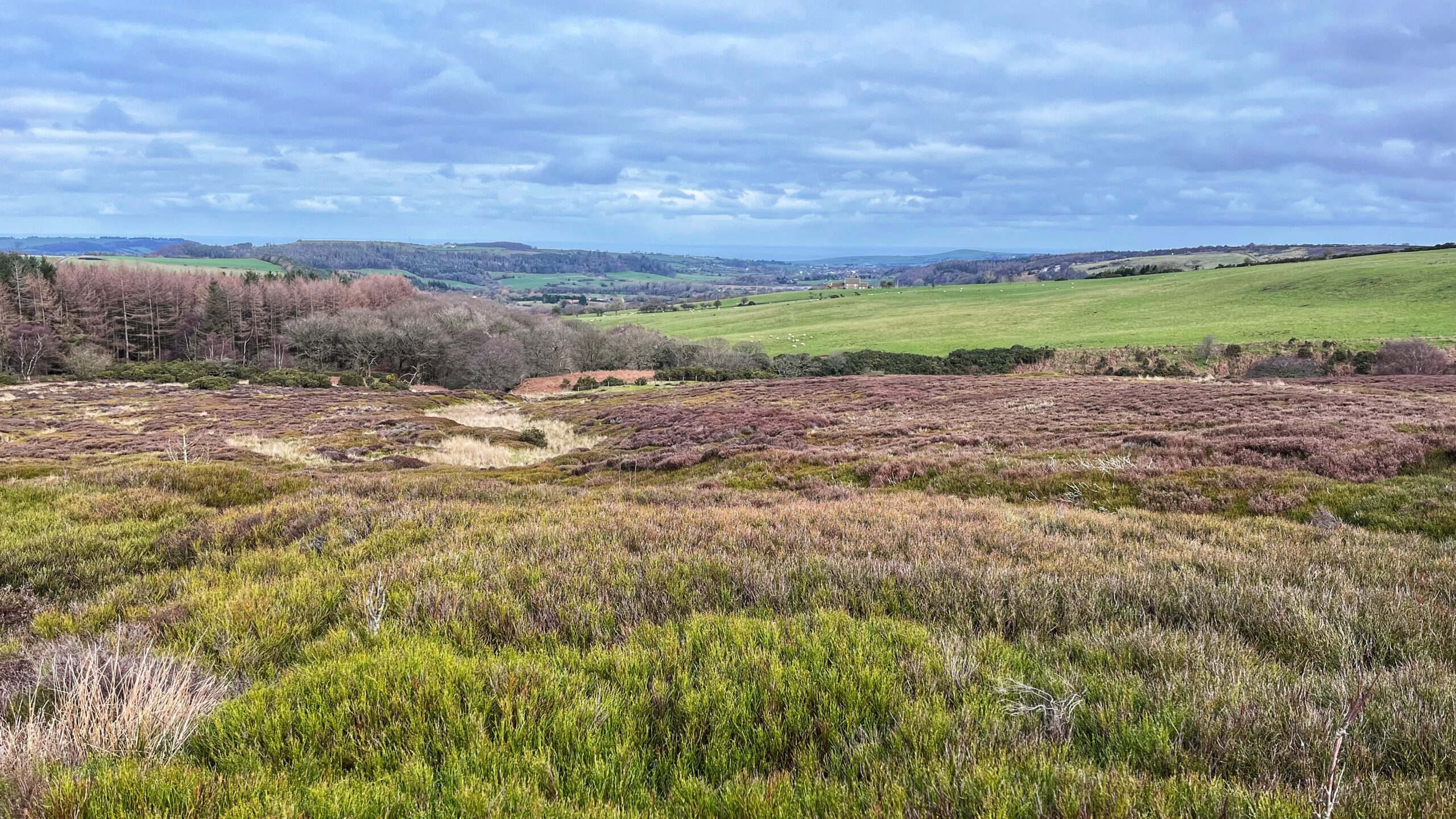A wide-angle landscape view of Tidkinhow Moor under a vast, cloudy sky. In the foreground, the rolling moorland is covered in a dense mix of green shrubs and patches of low-lying, reddish-purple heather. To the left, a dense cluster of leafless trees borders the moor, while to the right, the terrain transitions into bright green, sloping pastures. In the far distance, a soft blue horizon reveals more rolling hills and a hazy valley under a thick layer of grey and white clouds.