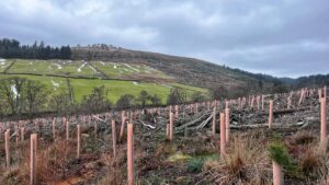 A wide landscape shot of a hillside in Bransdale under a cloudy, overcast sky. In the foreground, dozens of young saplings are protected by tall, pale pink plastic tree guards, protruding from a rugged ground covered in dry brush and fallen branches. In the background, a steep green hill is divided by traditional dry stone walls, with patches of melting snow visible on the grass. A dense line of evergreen trees sits on the left ridge, while the rest of the slope shows signs of recent clearing and reforestation.